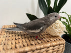 Whiteface Grey (B15)