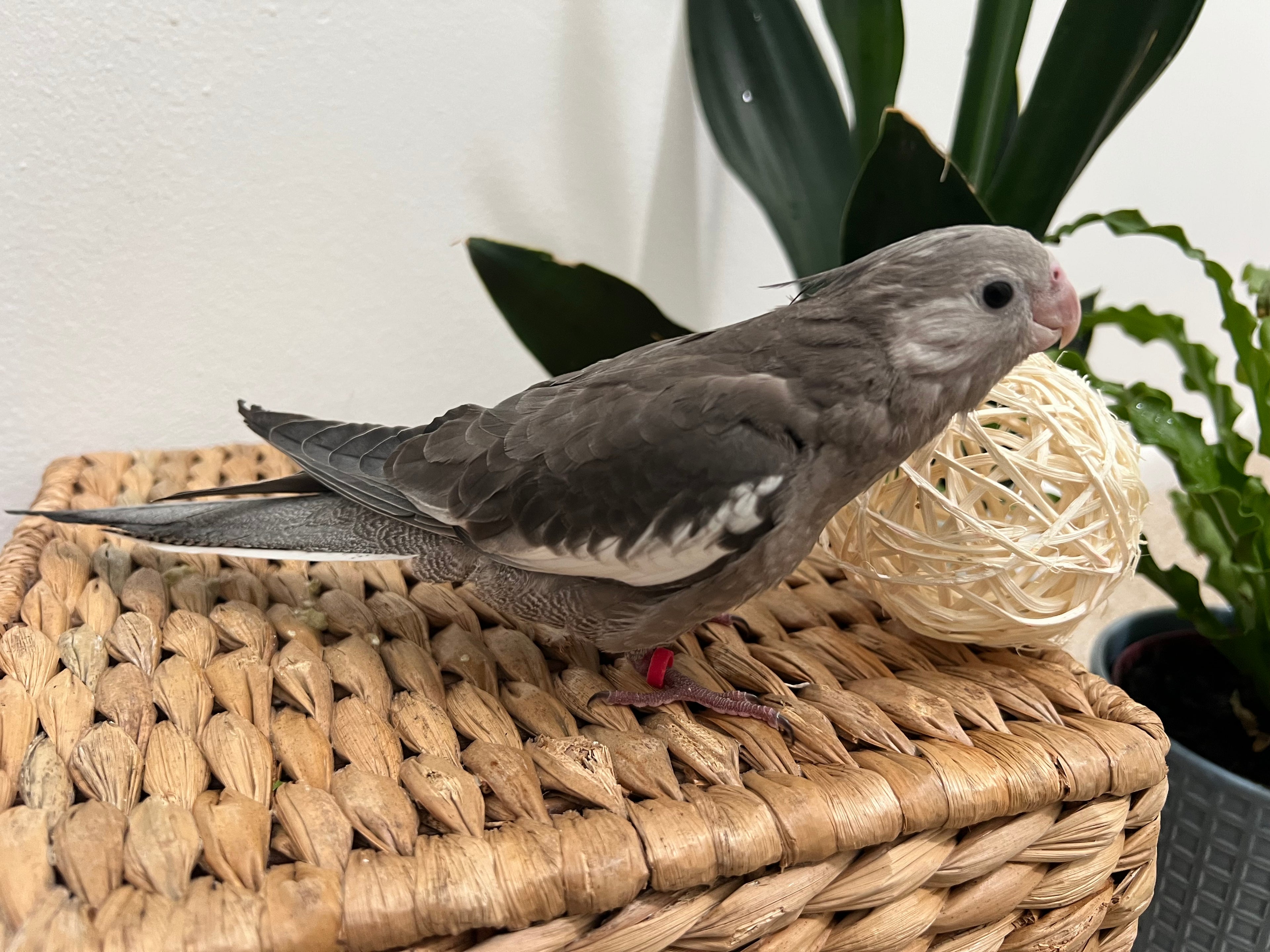 Whiteface Grey (B15)