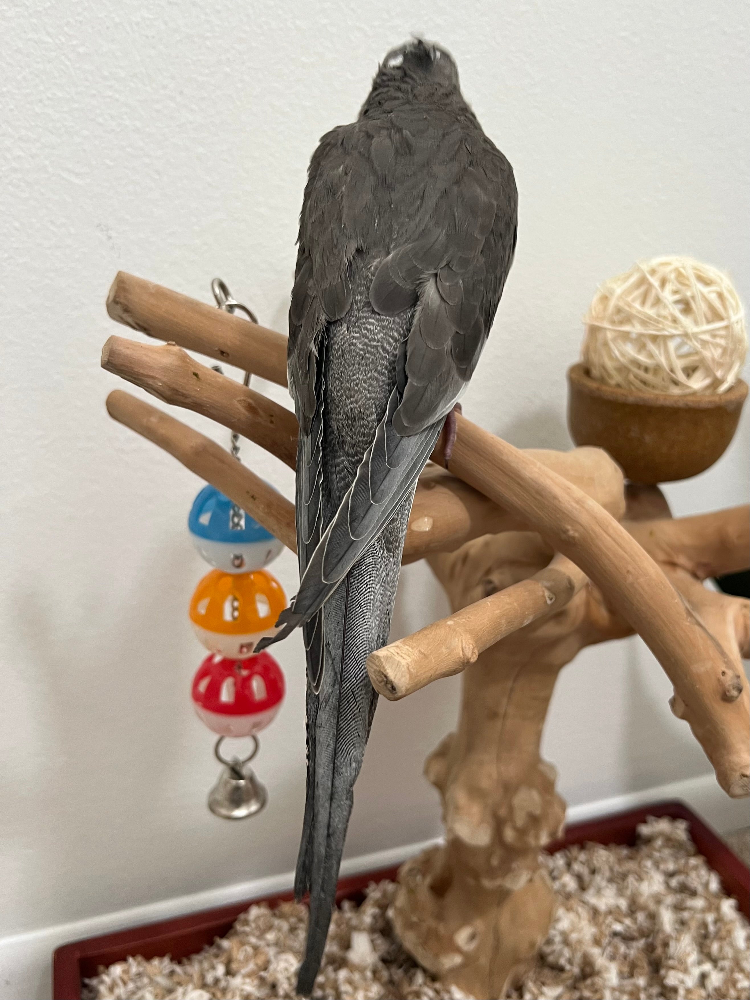 Whiteface Grey (B15)