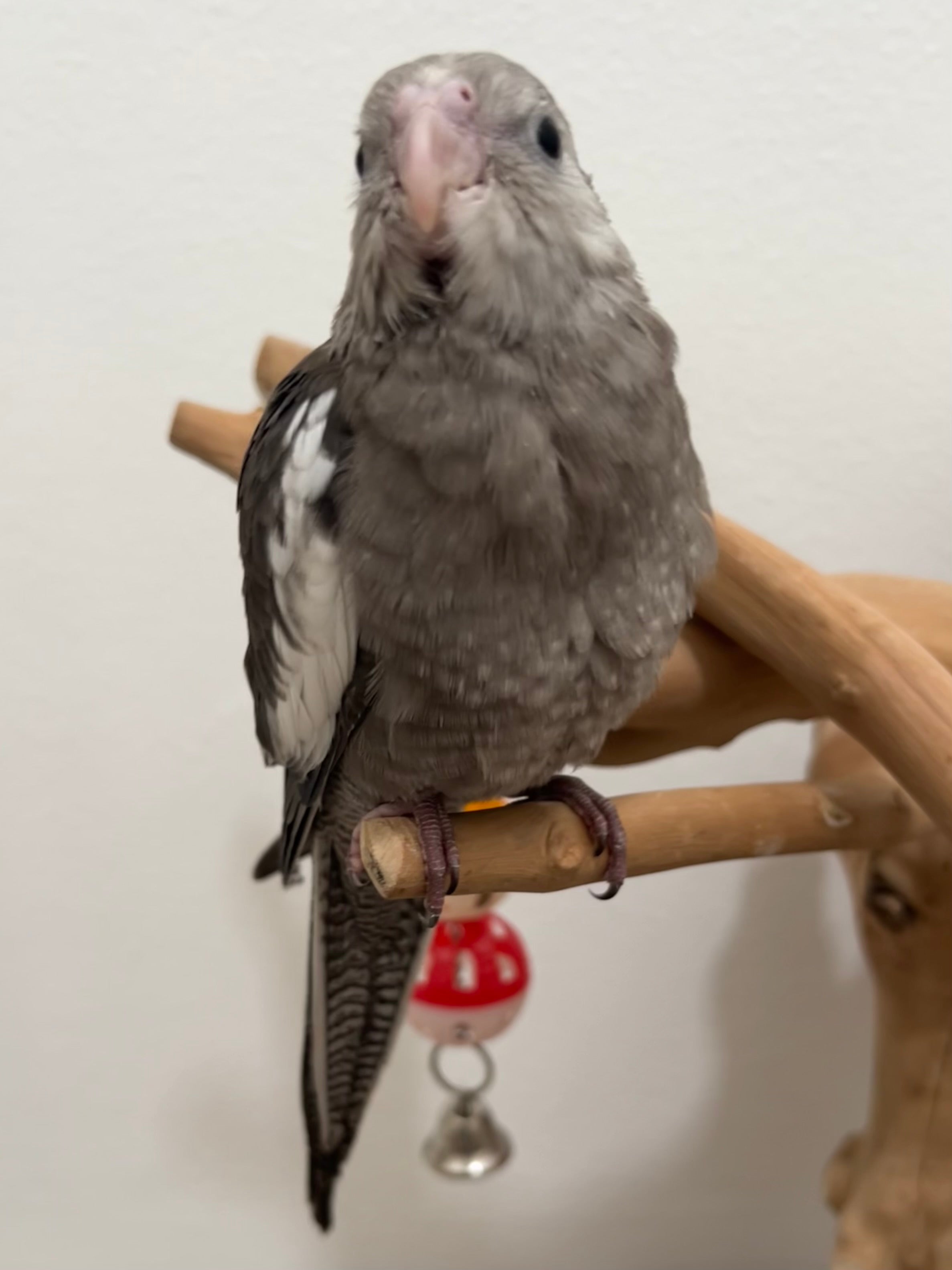 Whiteface Grey (B15)
