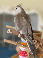 Whiteface Cinnamon (B14)