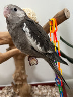Whiteface Grey (B15)