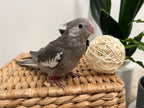 Whiteface Grey (B15)