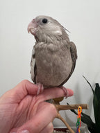Whiteface Cinnamon (B16)