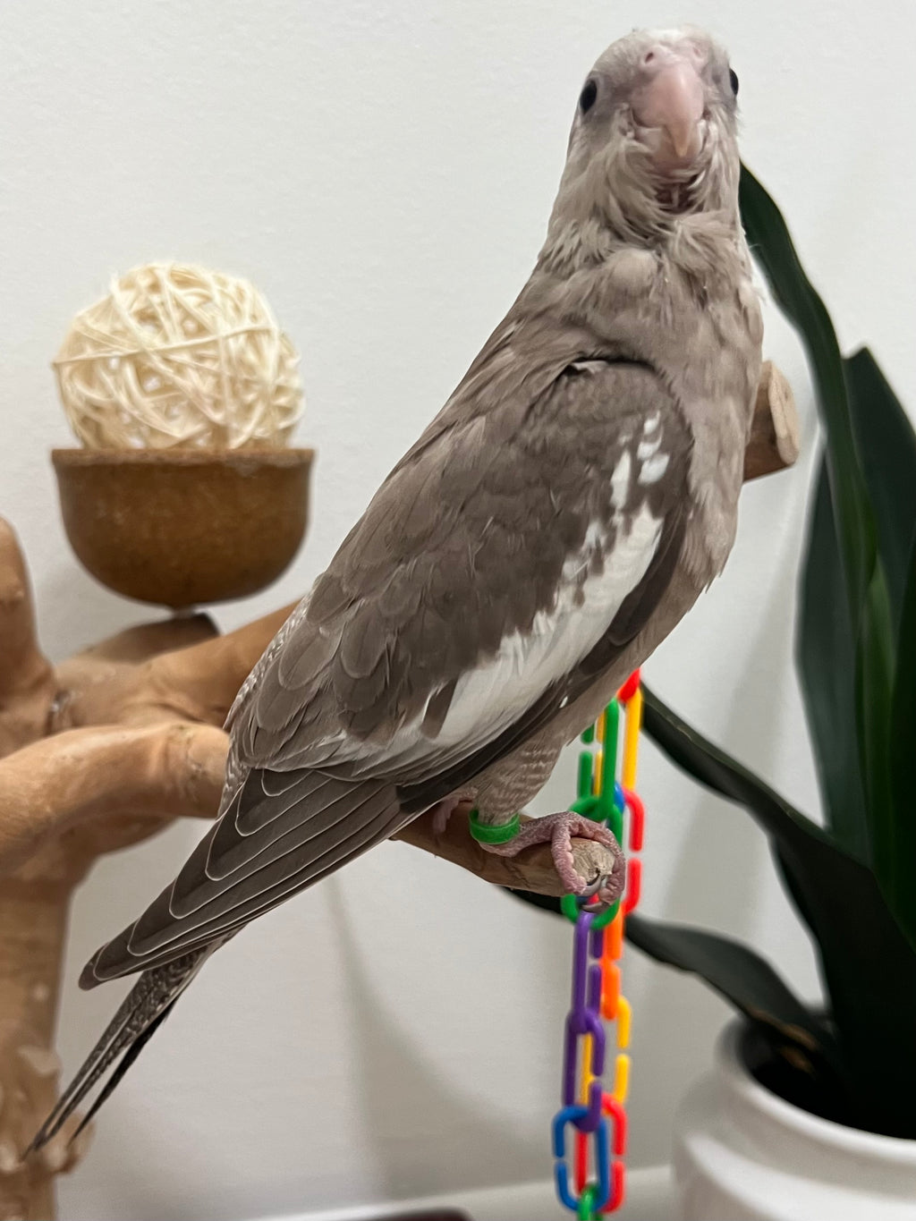 Whiteface Cinnamon (B17)