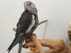 Whiteface Grey (B15)