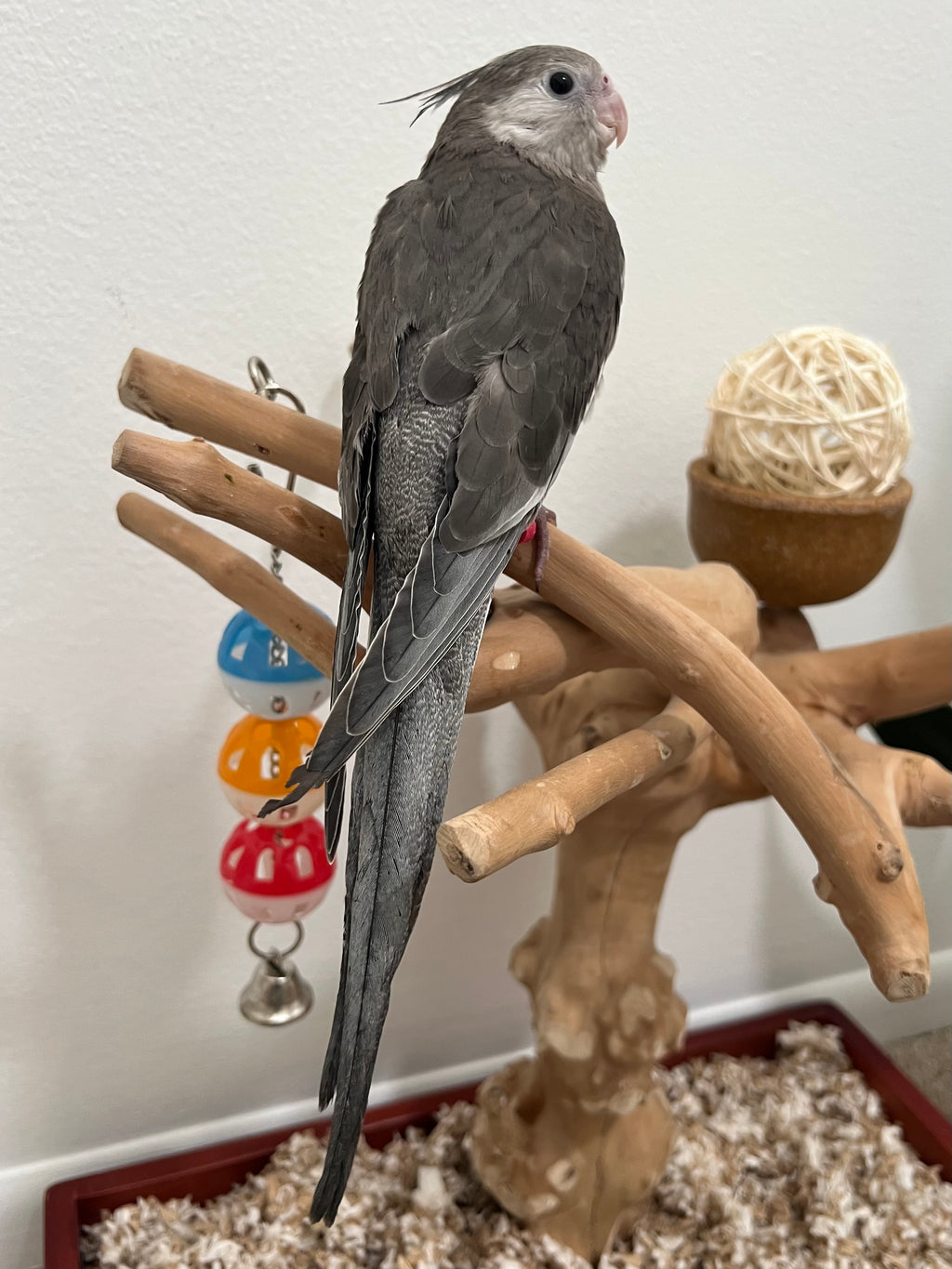 Whiteface Grey (B15)