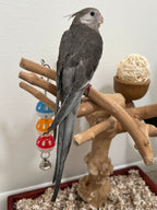 Whiteface Grey (B15)