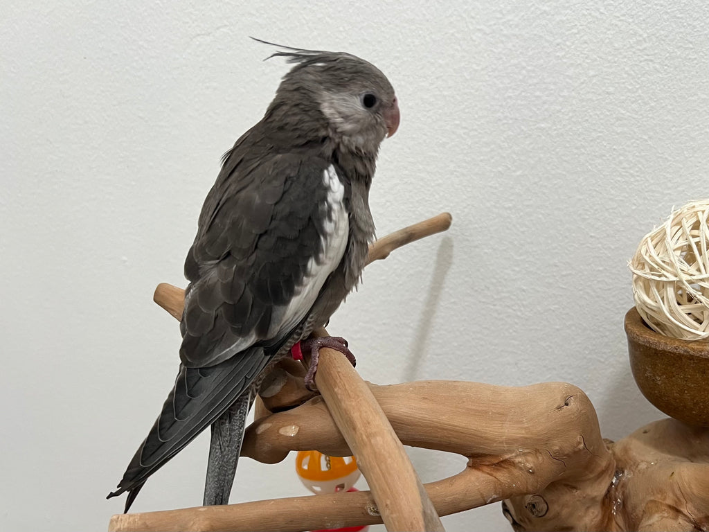 Whiteface Grey (B15)